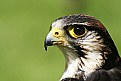 Picture Title - Falcon