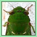 Picture Title - Green Cicada