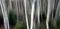 Picture Title - Birch Trees