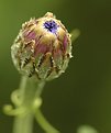 Picture Title - Birth of a Flower