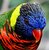 Lorikeet II