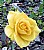 Yellow Rose