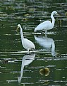 Picture Title -  Double egrets reflected