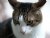 Hemlock my cat