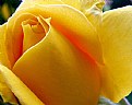 Picture Title - Yellow Rose