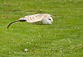 Picture Title - Barn Owl