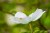 Wild Dogwood 2