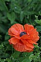 Picture Title - red poppy