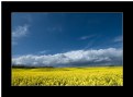 Picture Title - Fields of Yellow