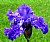 Blue Iris