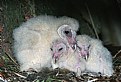 Picture Title - Barn Owl