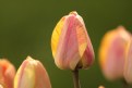 Picture Title - Tulip