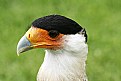 Picture Title - Caracara 1