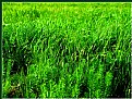 Picture Title - Green Grass of my Home