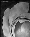 Picture Title - Rose