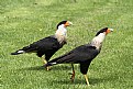 Picture Title - Caracara 2