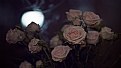 Picture Title - Roses in Moon night