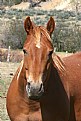 Picture Title - Colorado Horsey