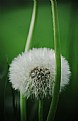 Picture Title - Dandelion clock