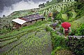 Picture Title - Trekking The Rice Path