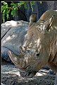 Picture Title - Rhino