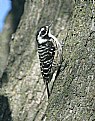 Picture Title - Nuttall's Woodpecker