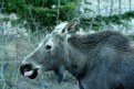 Picture Title - Moose