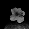 Picture Title - bw hibiscus