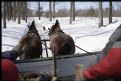 Picture Title - Wagon Ride In the Sugar Bush