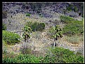 Picture Title - Two Palm Trees