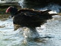 Picture Title - wading turkey buzzard
