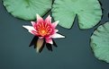 Picture Title - Water Lilly