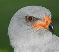 Picture Title - Pale Chanting Goshawk