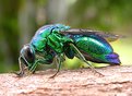 Picture Title - CUCKOO WASP