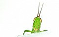 Picture Title - Mr Grasshopper