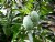 Mangoes