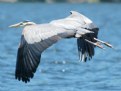 Picture Title - Blue Heron takeoff II
