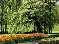 Picture Title - Parc du Bois de Coulonge