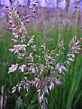 Picture Title - gras