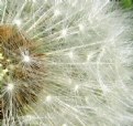 Picture Title - dandelion