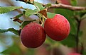 Picture Title - plums