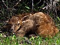 Picture Title - Newborn Elk