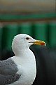 Picture Title - seagull