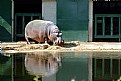 Picture Title - Hippo