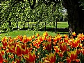 Picture Title - Tulips choir