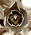 Picture Title - Sepia tulip
