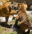 Picture Title - Tigers at the Zoo