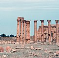 Picture Title - Ruins & Palms in Palmyra