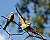 Bee-eater Flight