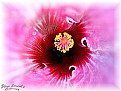 Picture Title - close up hibiscus